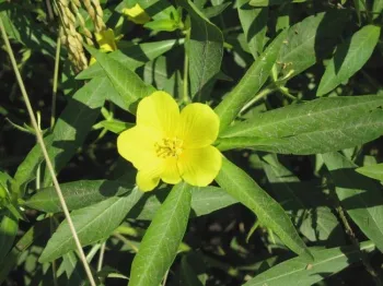 common waterprimrose flower