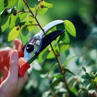 pruning