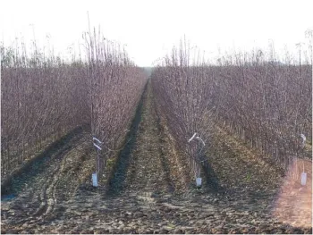 almond nursery stock near harvest UCD Hanson