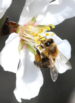 Honey bee foraging on almond blossom. (Photo by Kathy Keatley Garvey)