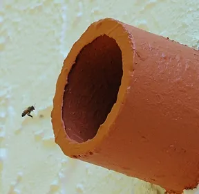 Scout bee trying to find a new home. (Photo by Kathy Keatley Garvey)