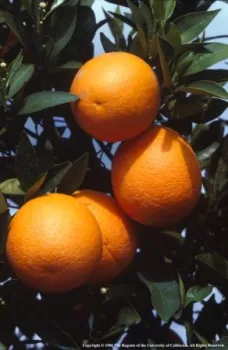 Growers can enjoy a considerable price premium in the marketplace for having the earliest of the early citrus for sale. Photo by Jack Kelly Clark.