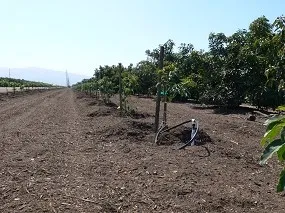Improving root health with mulches.