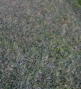 Figure 1a treated with FeHEDTA