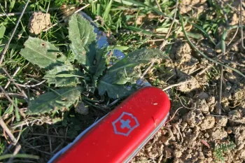 Wooly distaff thistle seedlings have veiny leaves with toothed edges