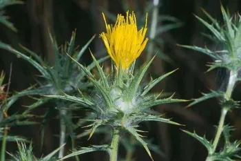 Wooly distaff thistle flower (photo by J.M. DiTomaso)