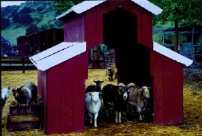 Petting zoo residents await visitors at an agri-tourism farm.