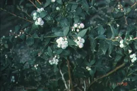 Blueberryplant