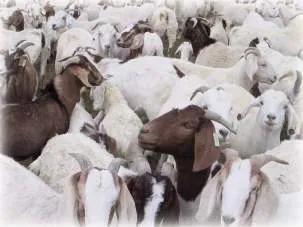 photo of herd of goats