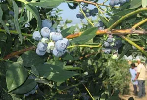 blueberry2-SFPcopyright