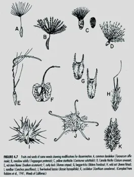 Characteristics that aid dispersal of weed seed (Robbins et al. 1941)