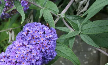 Butterfly Bush (Buddleja davidii)