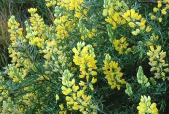 Yellow Bush Lupine (Lupinus arboreus)
