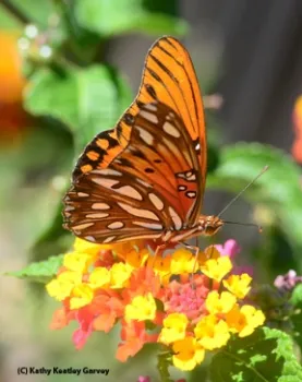 Gulf Fritillary on lantana. (Photo by Kathy Keatley Garvey)