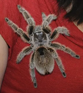 A rose-haired tarantula. (Photo by Kathy Keatley Garvey)