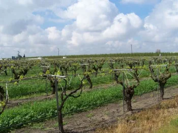 A raisin vineyard near Parlier, CA with a long history of simazine use. Simazine residual activty was shorter than in a nearby vineyard with no recent simazine use.