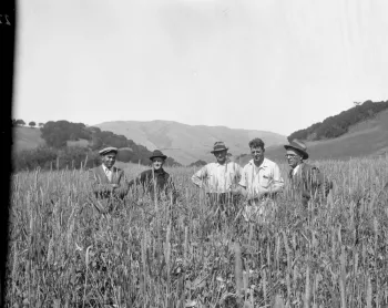 Boissevain forage crop trials