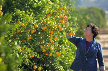 “It is critical that we educate and engage the public about how best to protect California citrus from this deadly threat.” —Beth Grafton-Cardwell, UCCE specialist in the Department of Entomology at UC Riverside