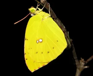 California dogface butterfly. (Photo by Greg Kareofelas)
