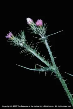 Italian thistle flowers