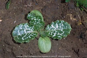 Milk thistle seedling