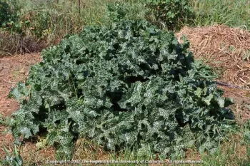 Milk thistle getting bigger
