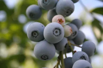 blueberries