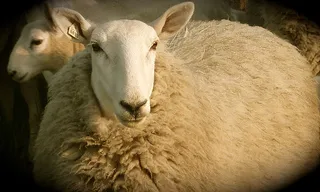UCCE Humboldt offered sheep shearing classes in the 1990s and offered a wool handling course this past year. (Photo by Jill Hackett, Ferndale Farms)