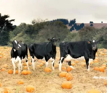 Cows in pumpkin patch