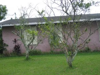 A citrus tree dying from huanglongbing