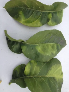 Blotchy yellow HLB-infected leaves