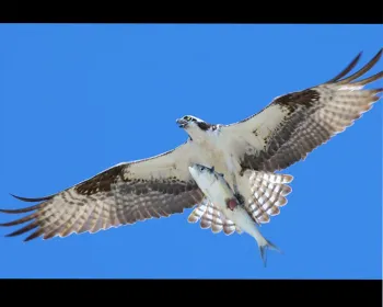 Osprey and Blackfish photo from Lake County News.