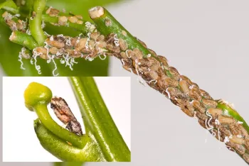 Asian citrus psyllid nymphs and adult (inset) on citrus shoot. Photo: M. Lewis, UC Riverside