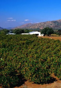 OrangeOrchard