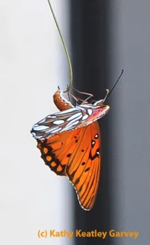 Gulf Fritillary butterfly laying an egg on a tendril. (Photo by Kathy Keatley Garvey)