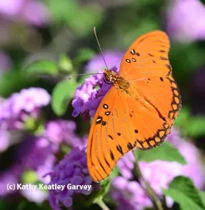 An adult Gulf Fritillary. (Photo by Kathy Keatley Garvey)