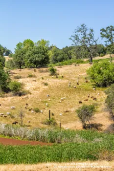 Cows-On-Hillside