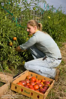 Picking-Tomatoes