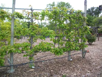 Asian pear arborsculpture