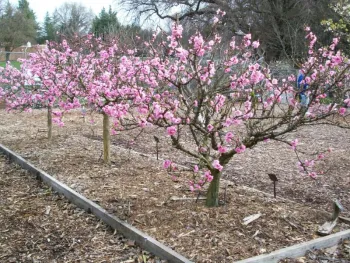 These trees were removed in 2024