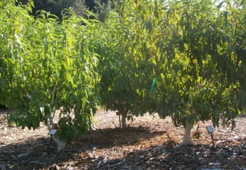 These trees were removed in 2024