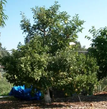 17 apple varieties are grafted on this tree!