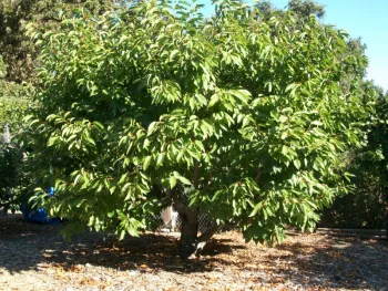 Multiple graft cherry tree