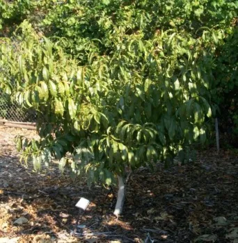 Brown rot resistant nectarine