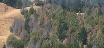 SOD website - sonoma-mortality