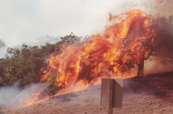 Untended oaks with low canopies and ladder fuels burning on a dry hillside. (Photo Credit: Kent Julin, Marin County Fire)