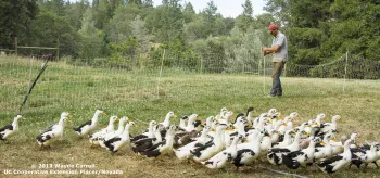 Pastured Ducks, Dinner Bell Farm