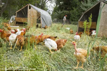 Pasture Raised Chickens, Dinner Bell Farm