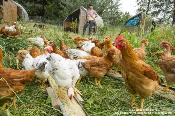 chickens, pasture, Dinner Bell Farm