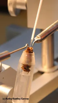 Queen bee insemination. (Photo by Kathy Keatley Garvey)